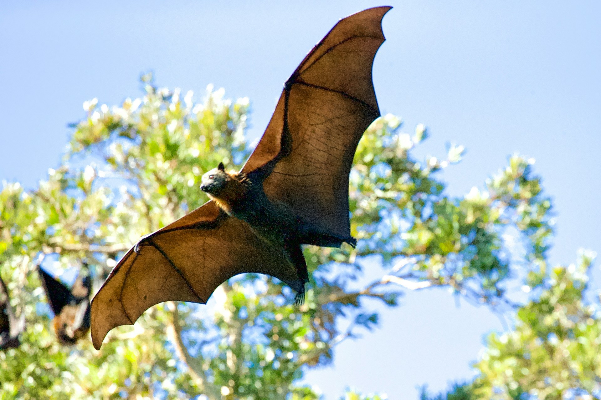 A photograph of a bat familiar