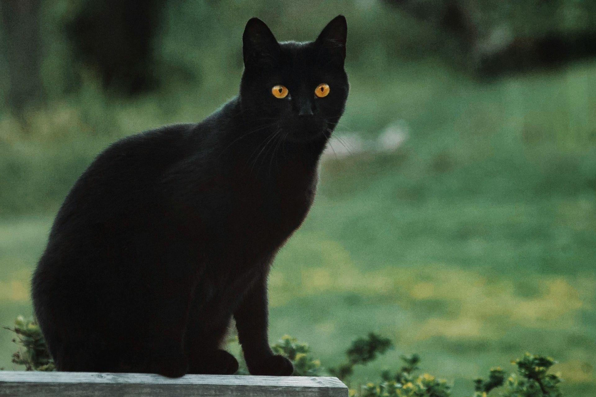 A photograph of a cat familiar