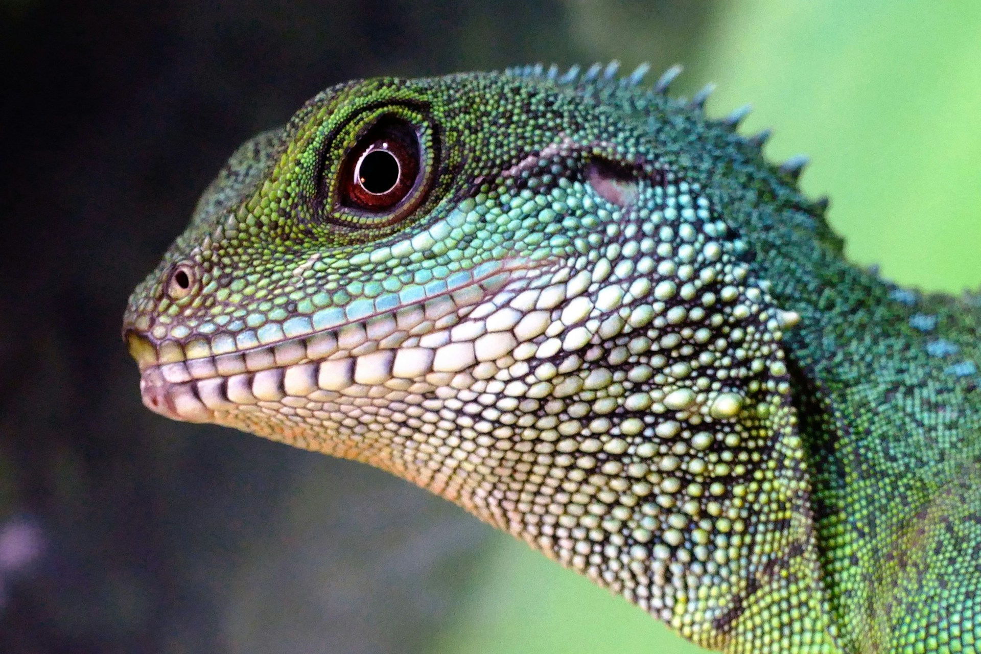 A photograph of a green dragon familiar