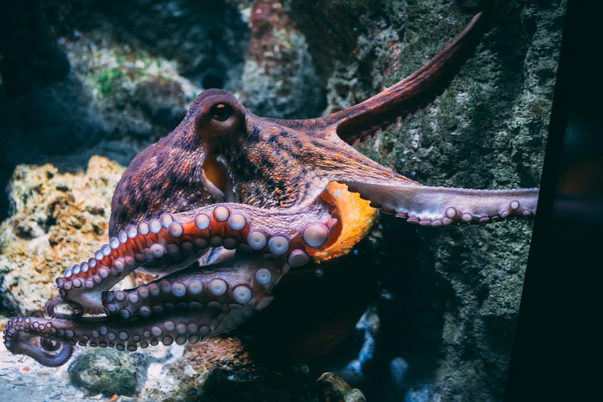 A photograph of an octopus familiar