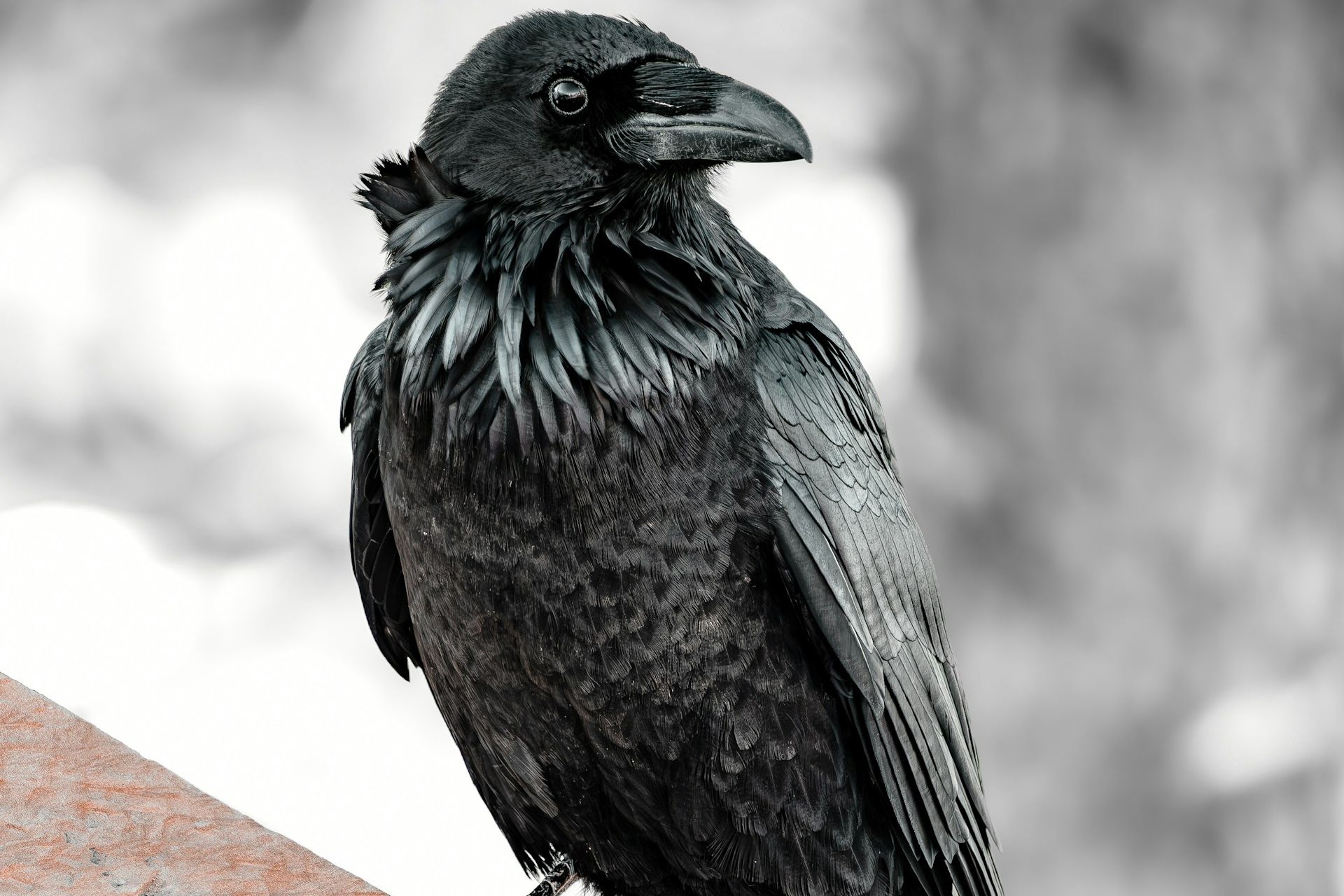 A photograph of a raven familiar