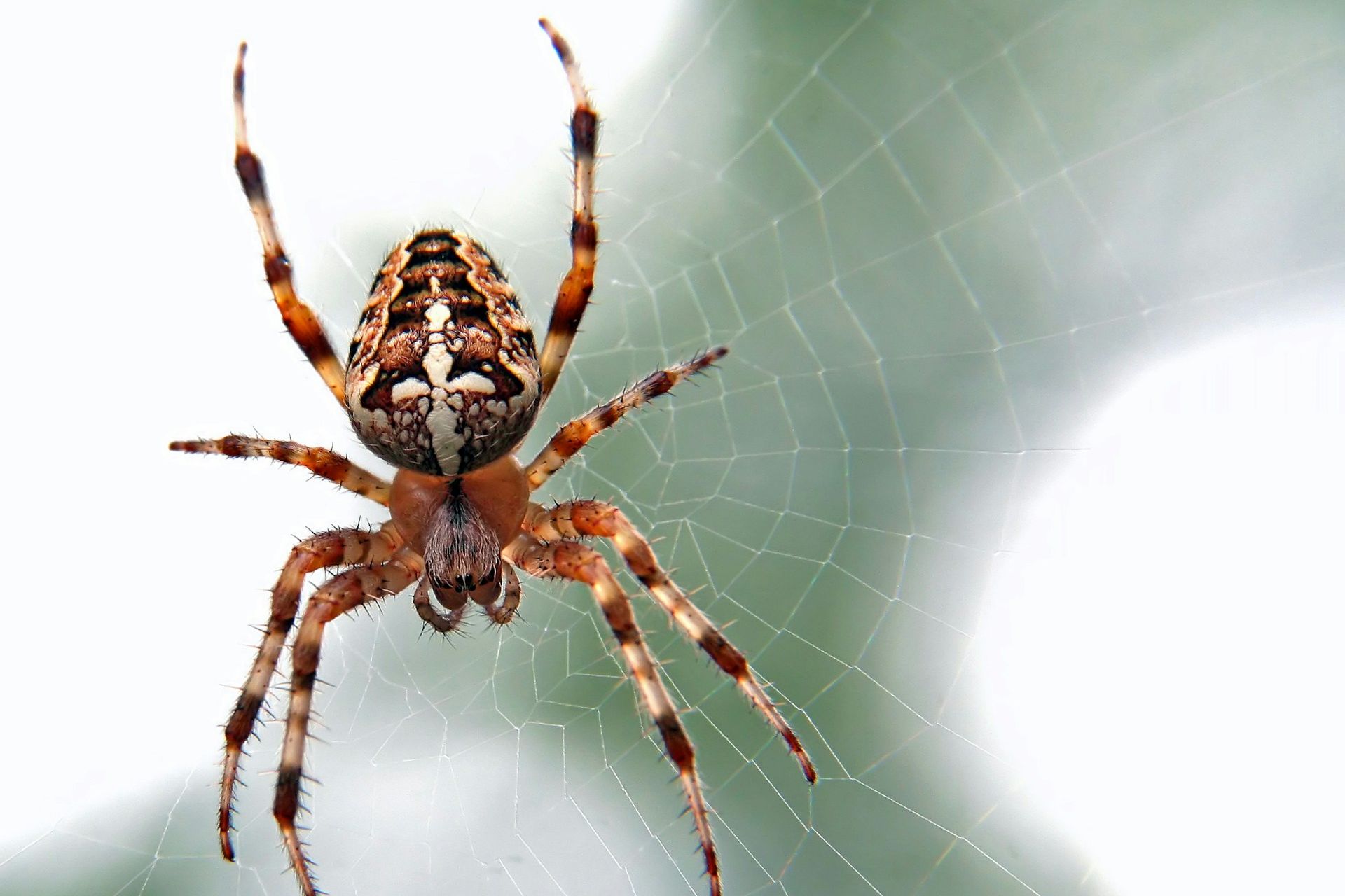 A photograph of a spider familiar