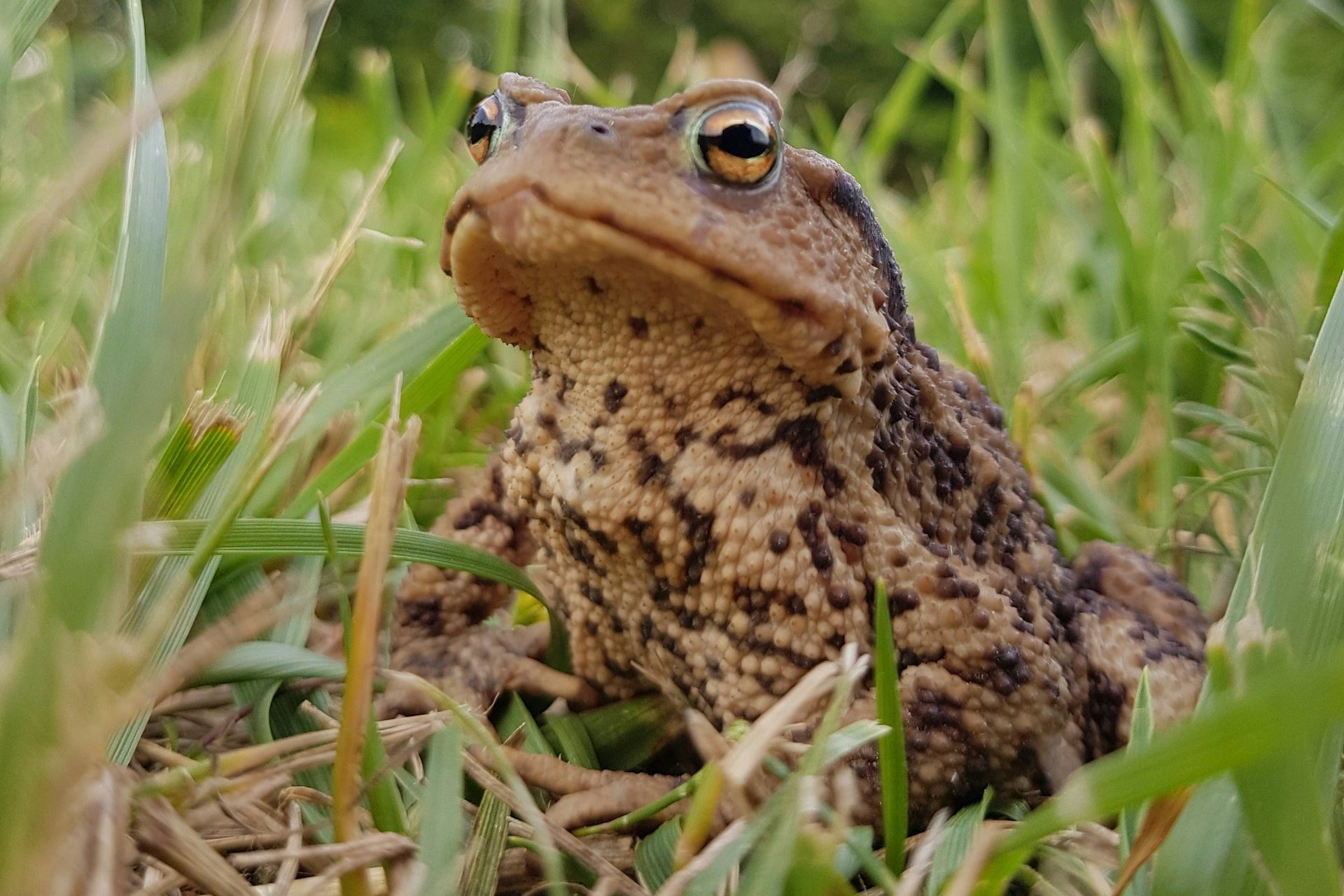 A photograph of a toad familiar